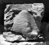 Fragment de rinceaux avec animal (veau), temple de Bêl (Palmyre, Syrie)